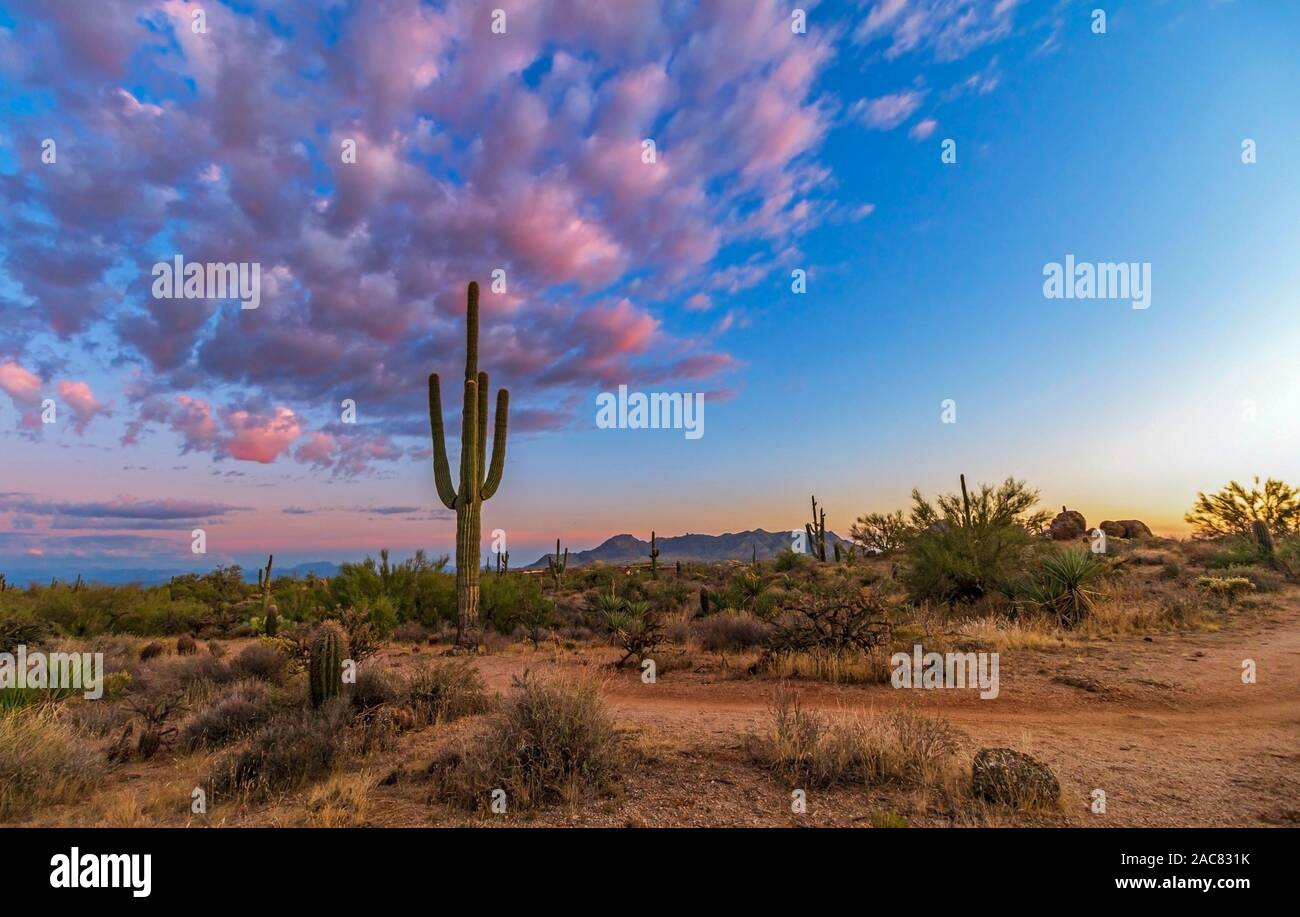 Ein einsamer Saguaro Kaktus mit Sonnenuntergang Himmel in Scottsdale, Arizona Stockfoto