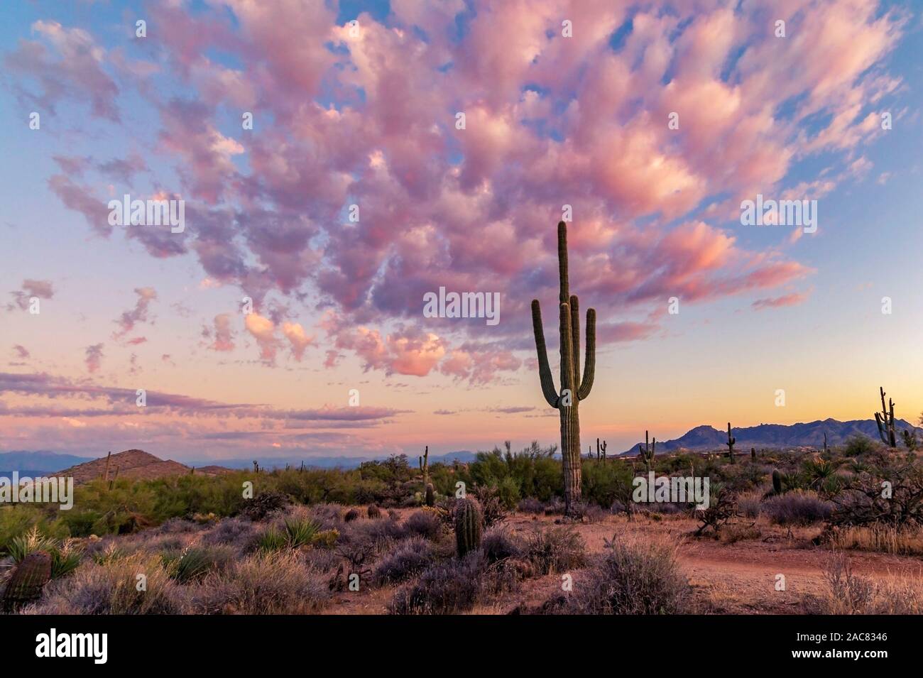 Ein einsamer Saguaro Kaktus mit Sonnenuntergang Himmel in Scottsdale, Arizona Stockfoto