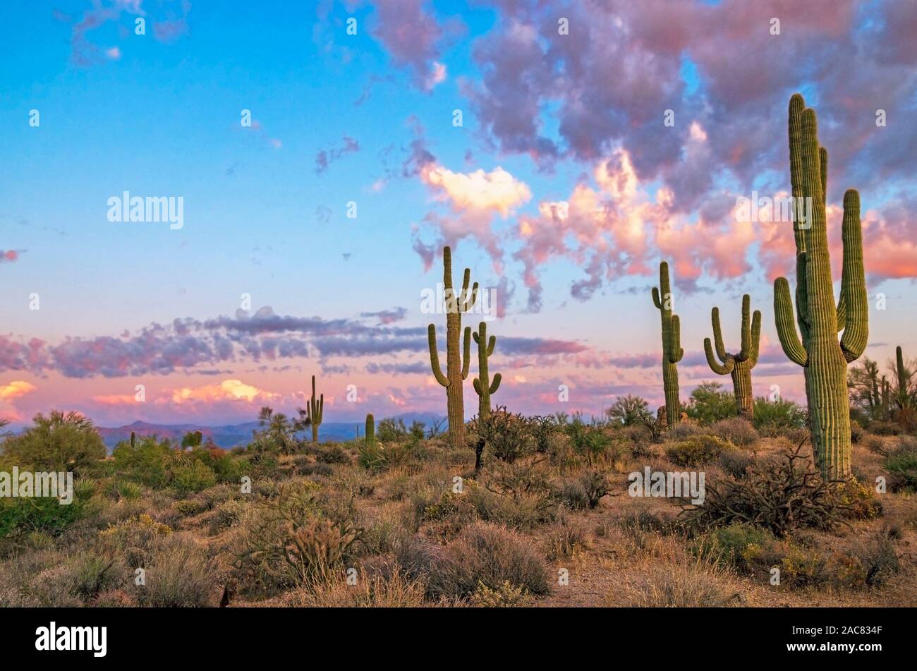 Lebendige Sonnenuntergang Wolken & Himmel mit Cactus entlang einer Wüste Wanderweg in North Scottsdale, AZ. Stockfoto
