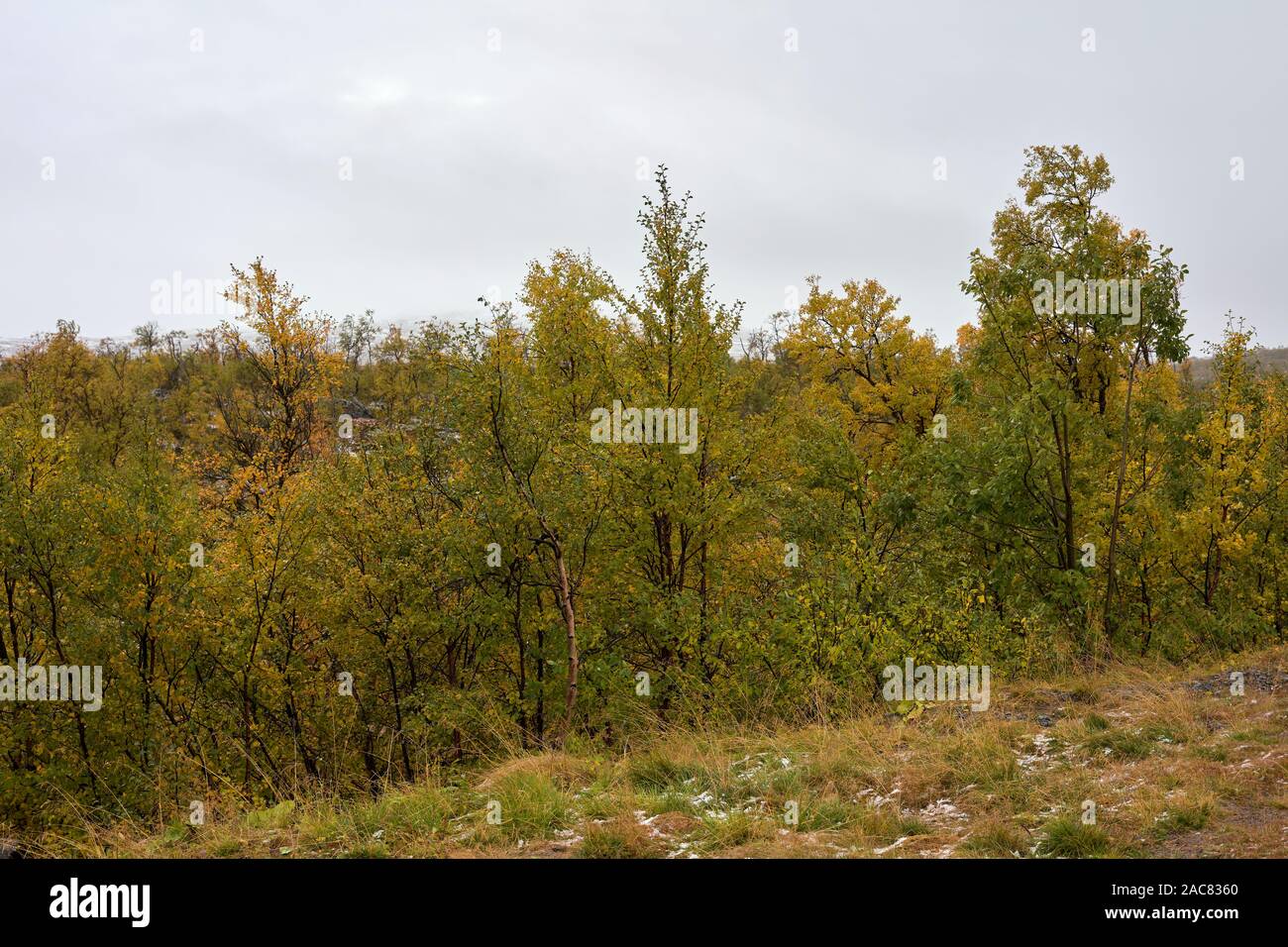 Bunte autuminal Wald in Storulvån, Jämtland, Schweden Stockfoto