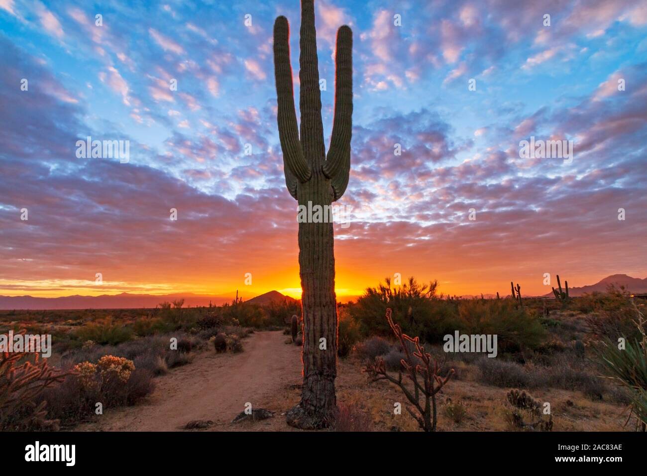Ein einsamer Saguaro Kaktus mit brillanten farbige Wüste Sonnenaufgang Hintergrund In Arizona in der Nähe von Scottsdale bewahren. Stockfoto