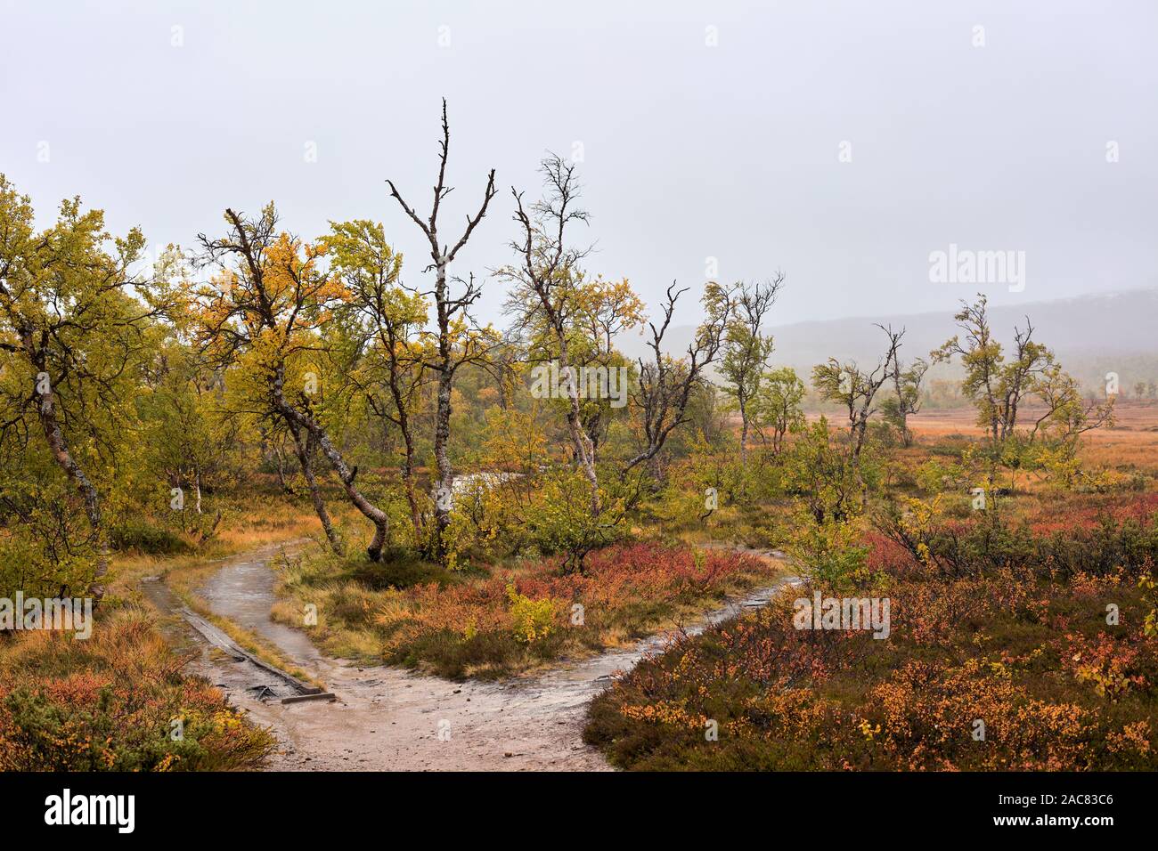 Bunte autuminal Wald in Storulvån, Jämtland, Schweden Stockfoto