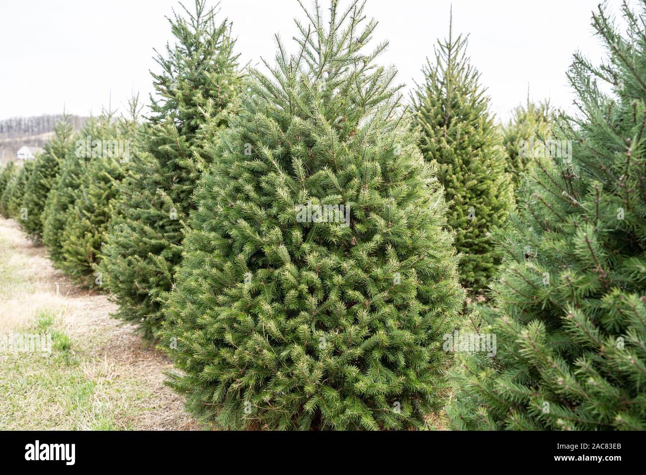 Reihen von Douglas fir Weihnachtsbäume auf lokaler Christmas Tree Farm. Stockfoto