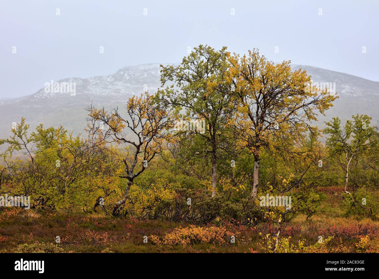 Bunte autuminal Wald in Storulvån, Jämtland, Schweden Stockfoto