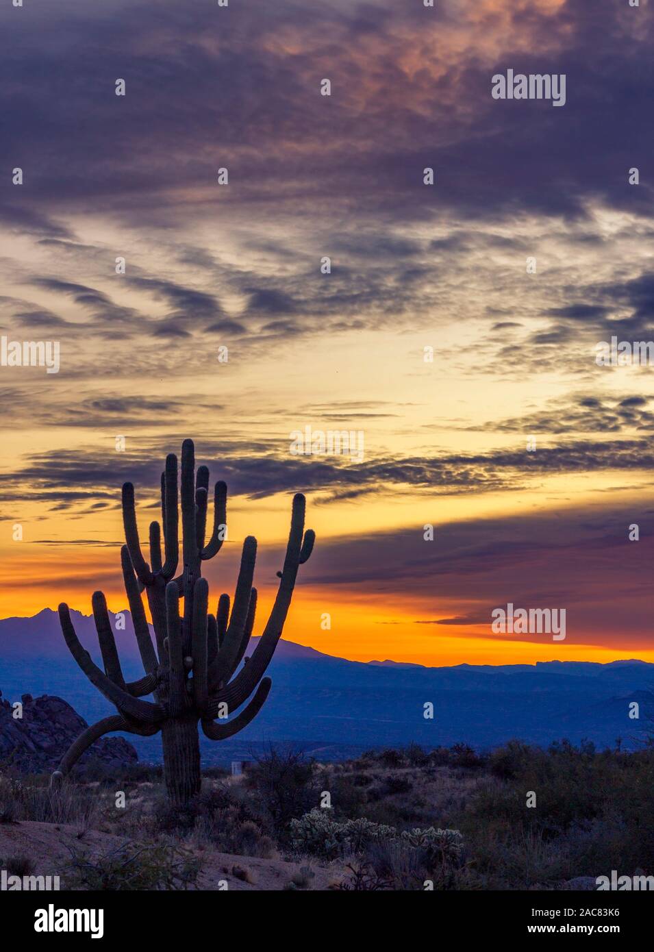 Silhouette eines großen und funky Saguaro Kaktus bei Sonnenaufgang in Arizona mit Gebirge im Hintergrund. Stockfoto