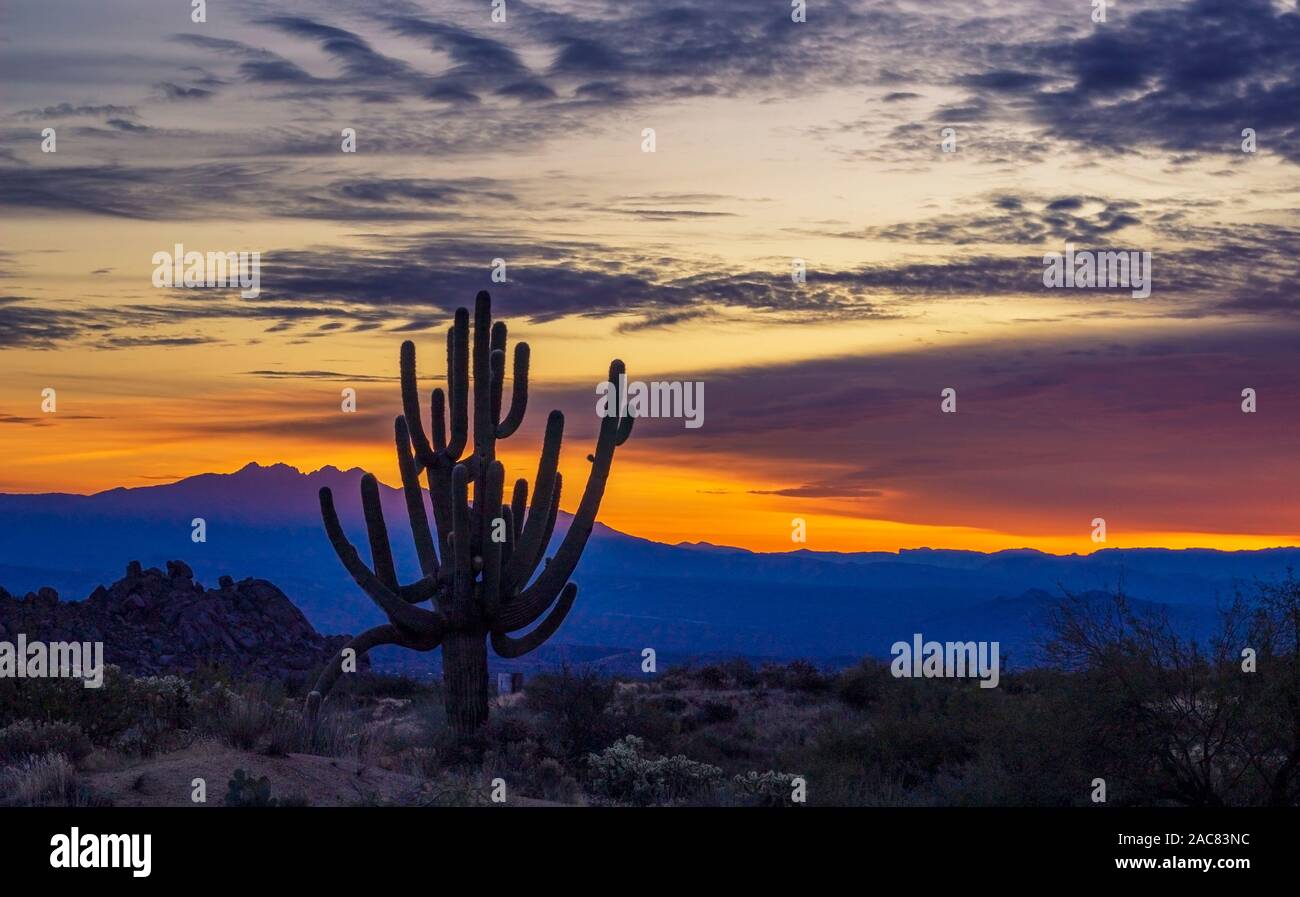 Funky alte Saguaro Kaktus bei Sonnenaufgang in der Wüste von Arizona in Scottsdale zu bewahren. Stockfoto