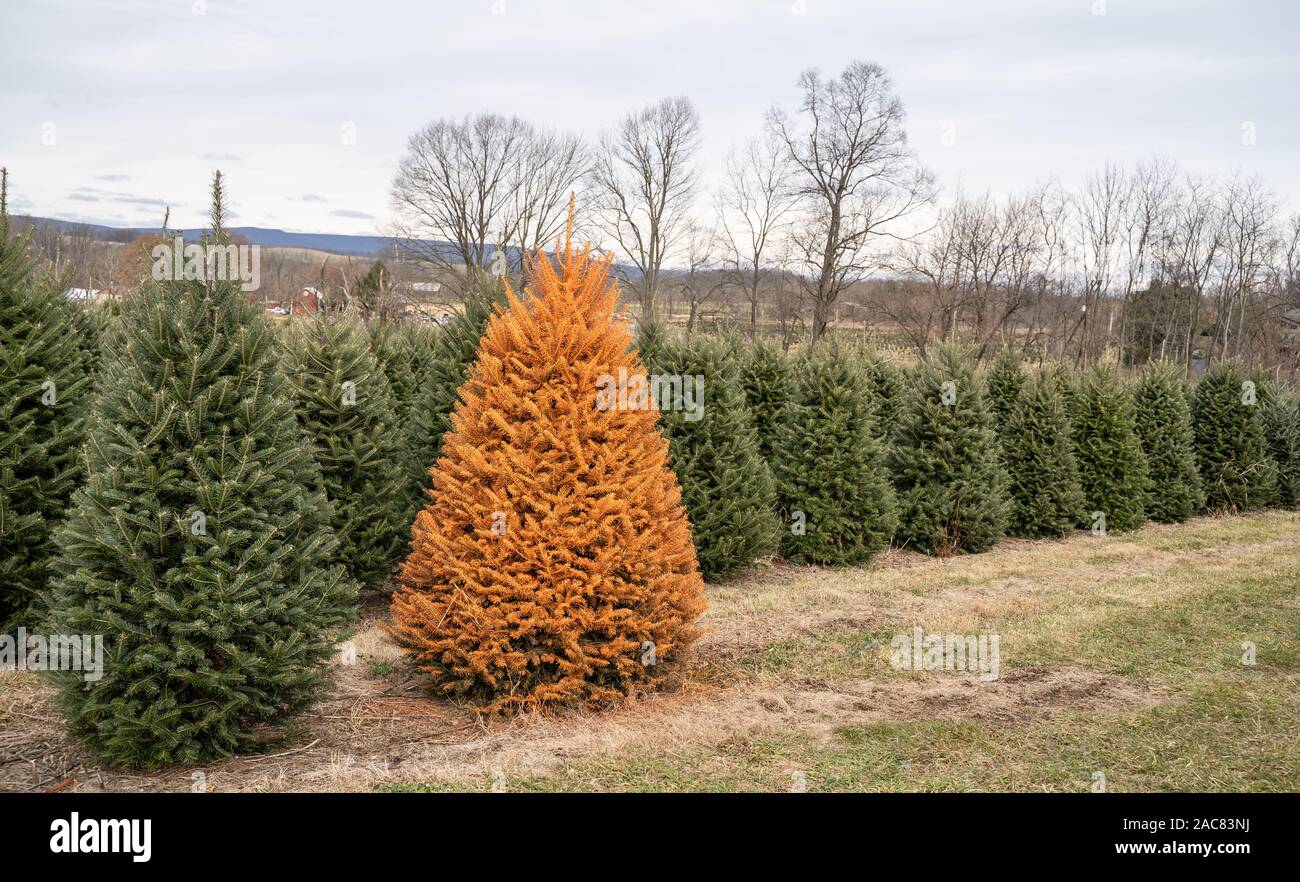 Hell orange Weihnachtsbaum auf lokaler Christmas Tree Farm bemalt. Stockfoto