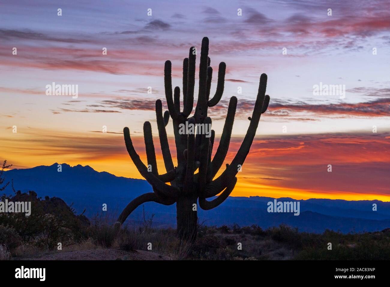 Funky alte Saguaro Kaktus bei Sonnenaufgang in der Wüste von Arizona in Scottsdale zu bewahren. Stockfoto
