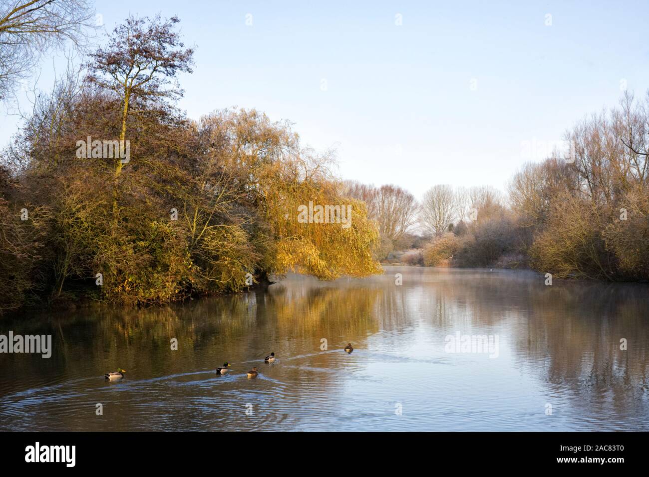 Olea europaea Baum. Weeping Willow Tree in Winter am Rande eines Sees. Stockfoto