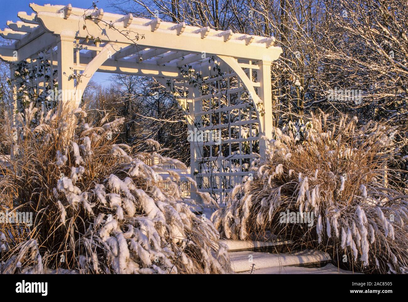 Weiße Laube und Ziergräser in einem Garten im Garten nach einem Schneefall, Monroe Township, New Jersey, USA, Wunderschöne Winterlandschaften Stockfoto