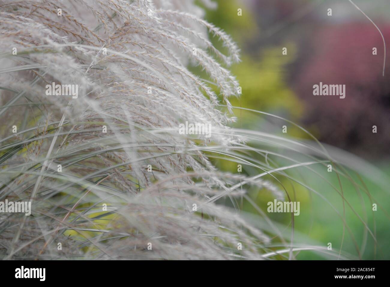 Pampagras plumes Close up - Dekorative Gräser cortaderia selloana plumes Close up - gefiederten Gras fallen hohe Gras im Winter Stockfoto