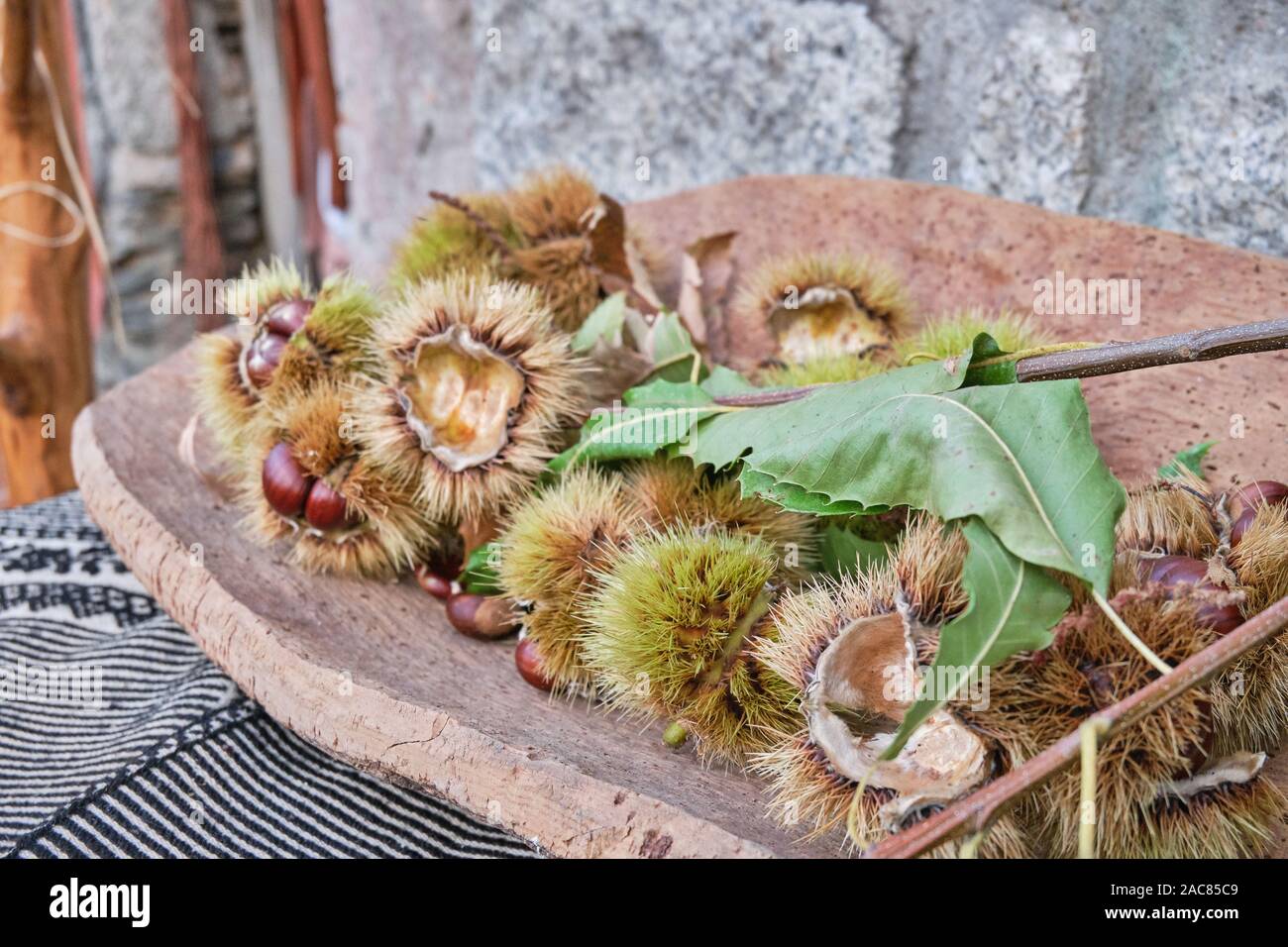 Geröstete Kastanien im Herbst in der Barbagia, berühmten Reisen fair, Belvì, Sardinien, Italien Stockfoto