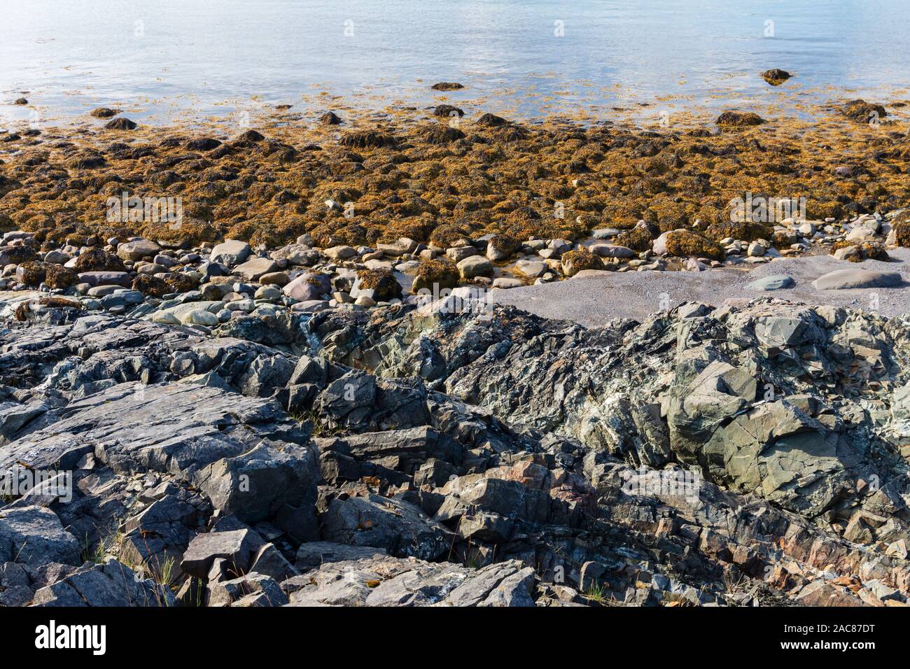 Blase rack Algen (Fucus vesiculosus) wachsen auf felsigen Ufer und bei Ebbe sichtbar Stockfoto