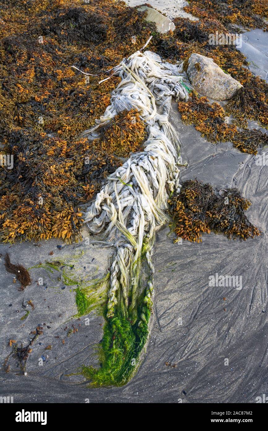 Kunststoff Papierkorb unter Blase rack Algen an einem Sandstrand, Arktischen Ozean, Finnmark, Norwegen Stockfoto