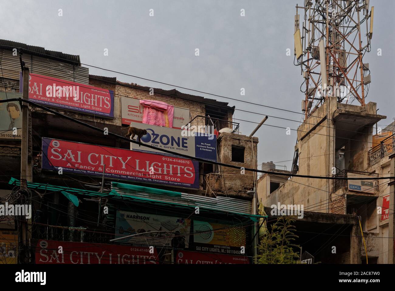 Affe zu Fuß entlang der Kabel mit Werbetafeln hinter für Geschäfte im Sikandapur, Gurgaon, Haryana, Indien Stockfoto