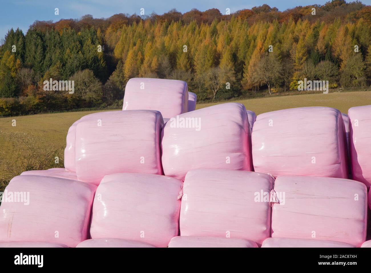 Bunte rosa Kunststoff runde Heu- oder Strohballen in die Landschaft gestapelt mit einem Anhänger mit Feldern und Eichenwäldern hinter im hellen Sonnenschein Stockfoto