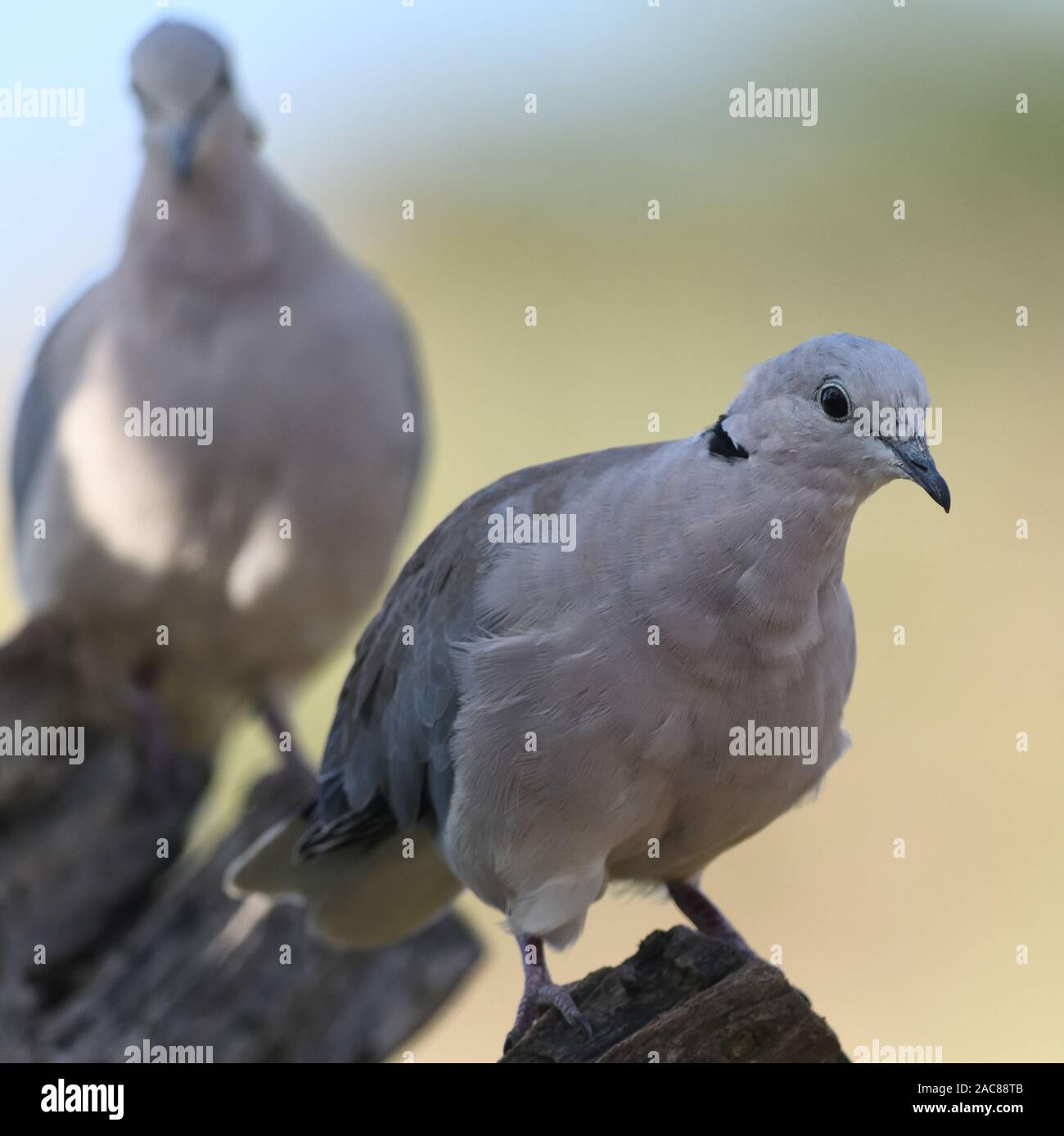 Ein paar Ring-necked Turteltauben (Streptopelia capicola) auf dem Dach eines Maasai Haus. Sanya Juu, Boma Ngombe, Tansania. Stockfoto
