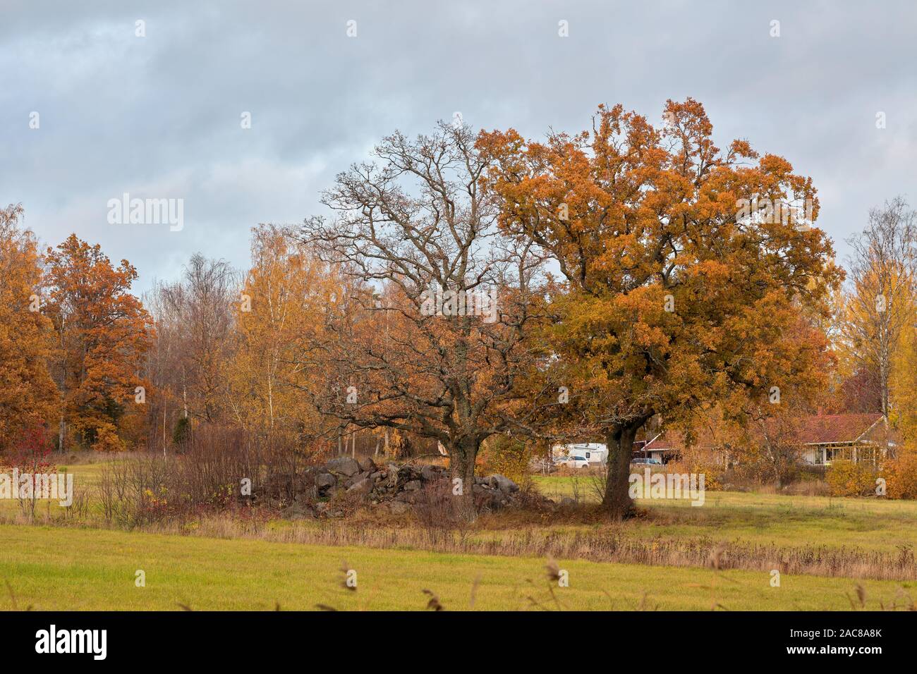 Herbst schwedische Landschaft in der Nähe von Mörby, Roslagen, Schweden Stockfoto