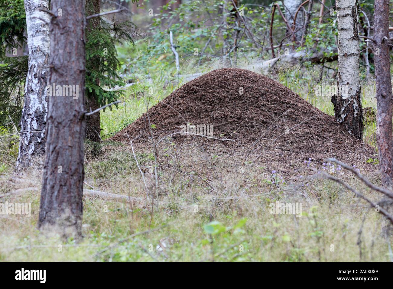 Großen Ameisenhaufen Bogesundslandet in einem Wald in der Nähe von Vaxholm, Schweden Stockfoto