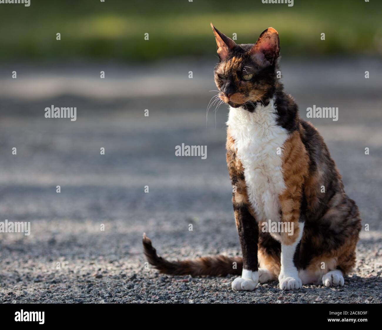 Farbige Cornish Rex Katze sitzt auf Schotter und Suchen Stockfoto