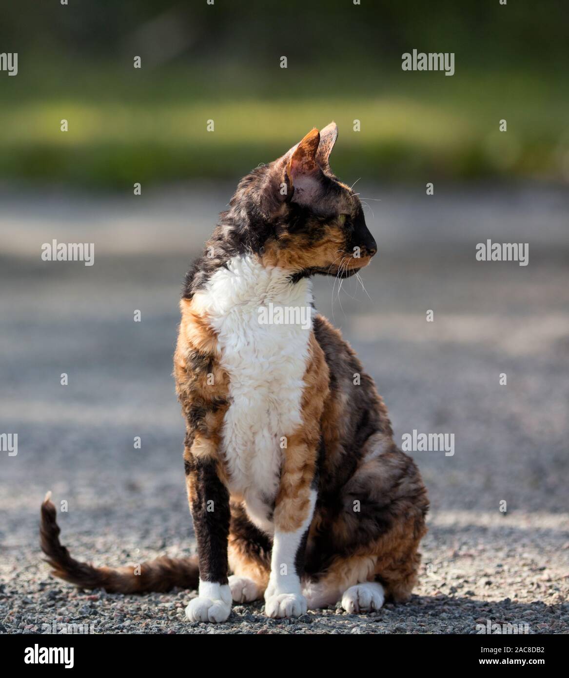 Farbige Cornish Rex Katze sitzt auf Schotter und Suchen Stockfoto