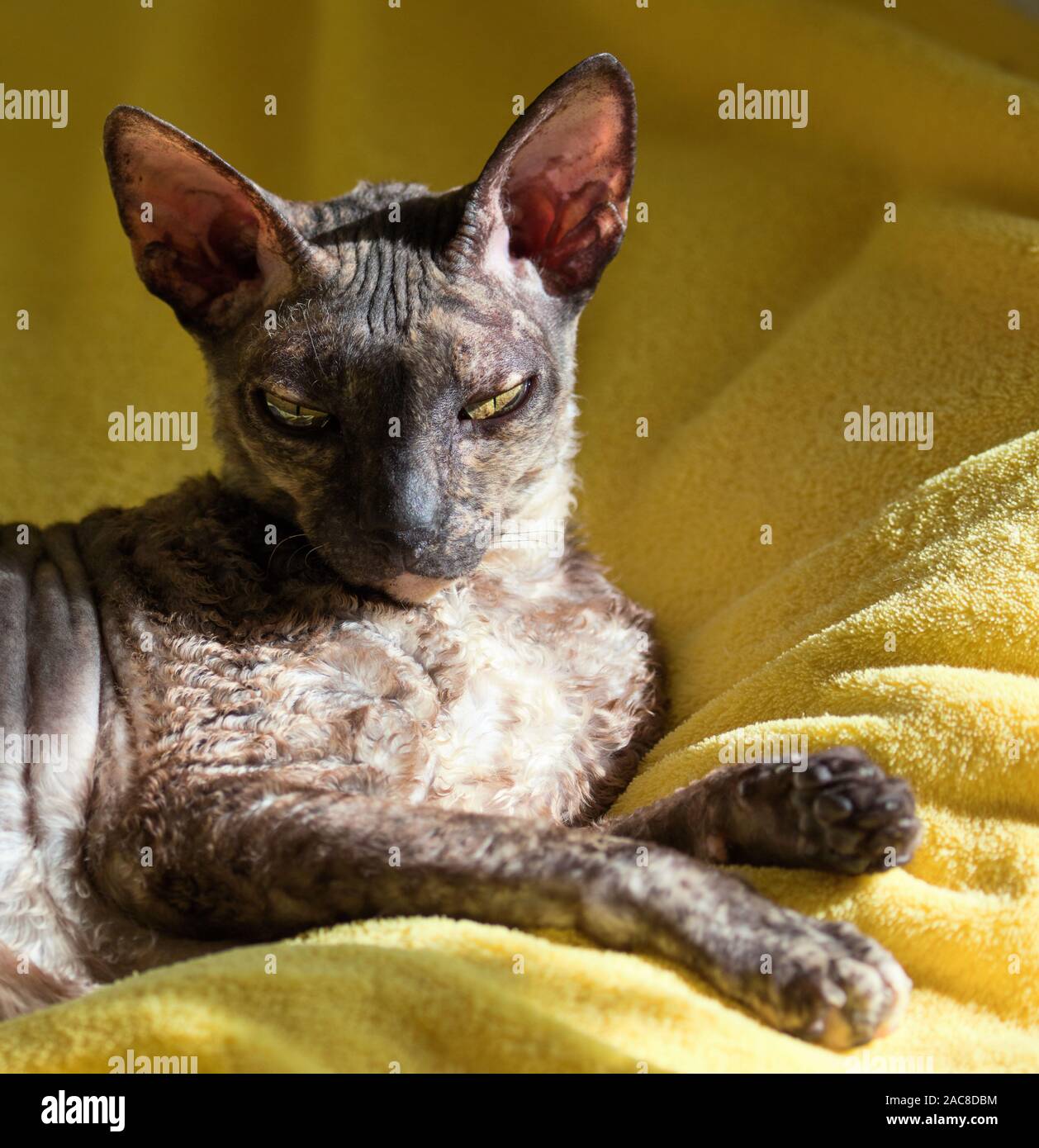 Grau Cornish Rex Katze liegend auf einem gelben mat Stockfoto
