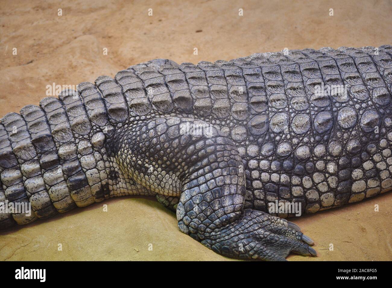 Der Körper und die Haut eines Krokodils Stockfoto