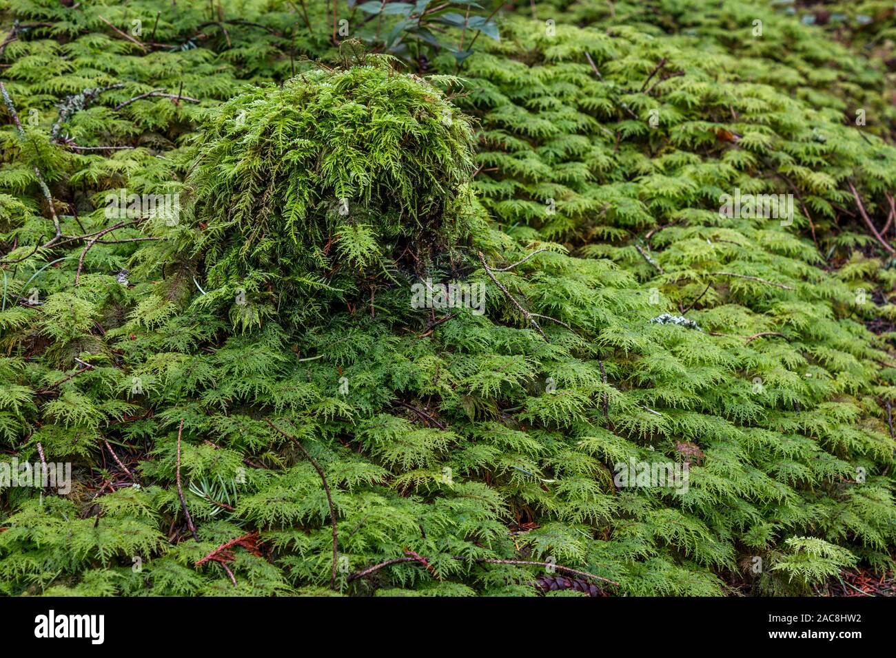 Der Rahmen ist erfüllt von einem tiefen, dichten, grünen Teppich der gefiederten Moos wachsen auf dem Waldboden und eine kleine Baumstumpf (Küsten British Columbia). Stockfoto