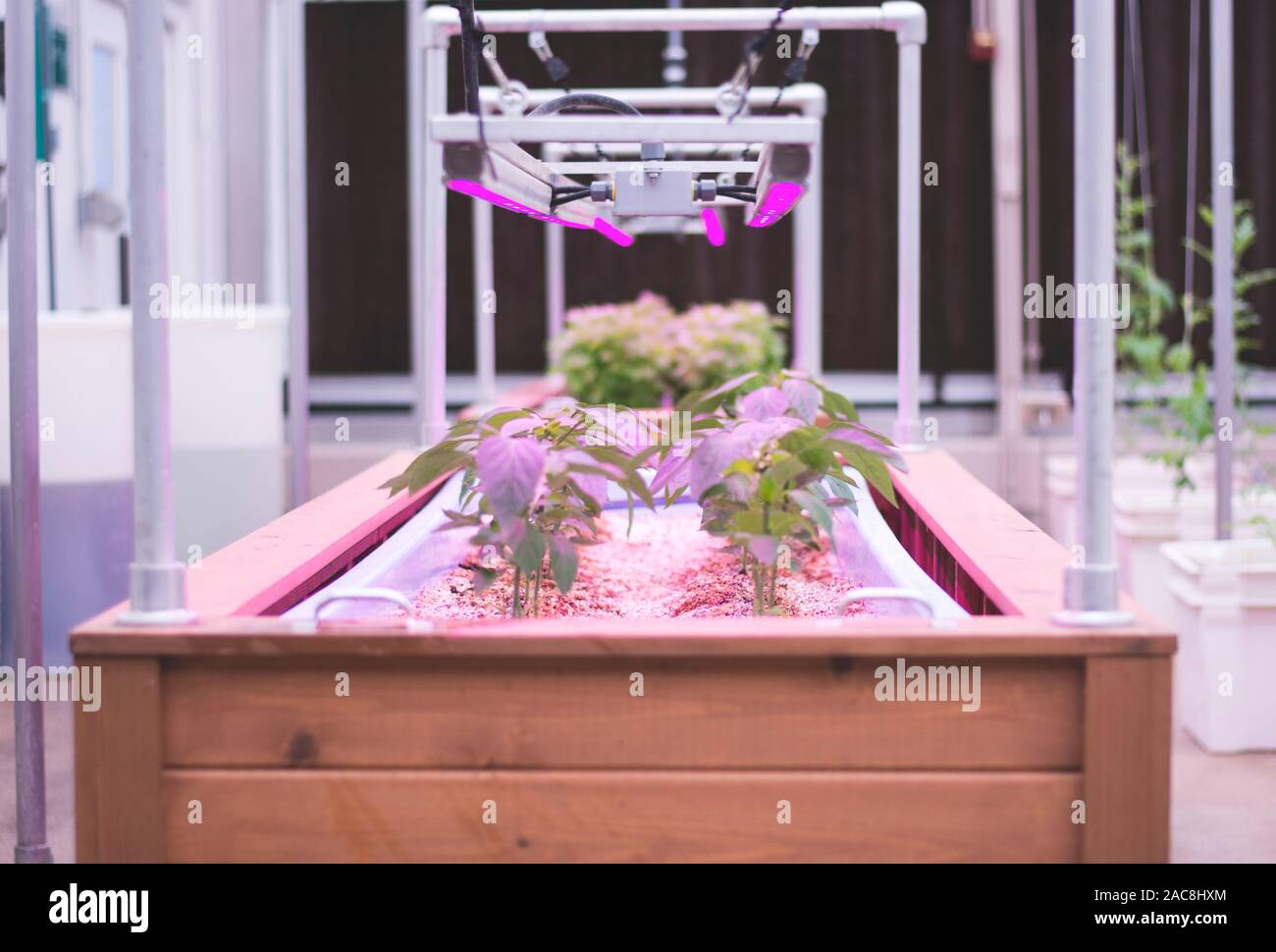 Pflanzen unter rosa Licht für Forschung Wachstum und Untersuchung in einem Labor Stockfoto