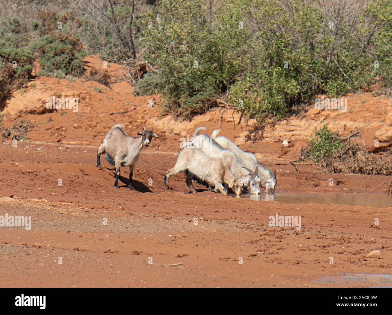 Eine Herde von wilden Ziegen trinken aus einem Pool, in der Nähe von Milparinka, New South Wales, NSW, Australien Stockfoto