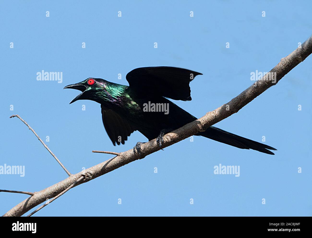 Metallische Starling (Aplonis Metallica), Far North Queensland, FNQ, QLD, Australien Stockfoto
