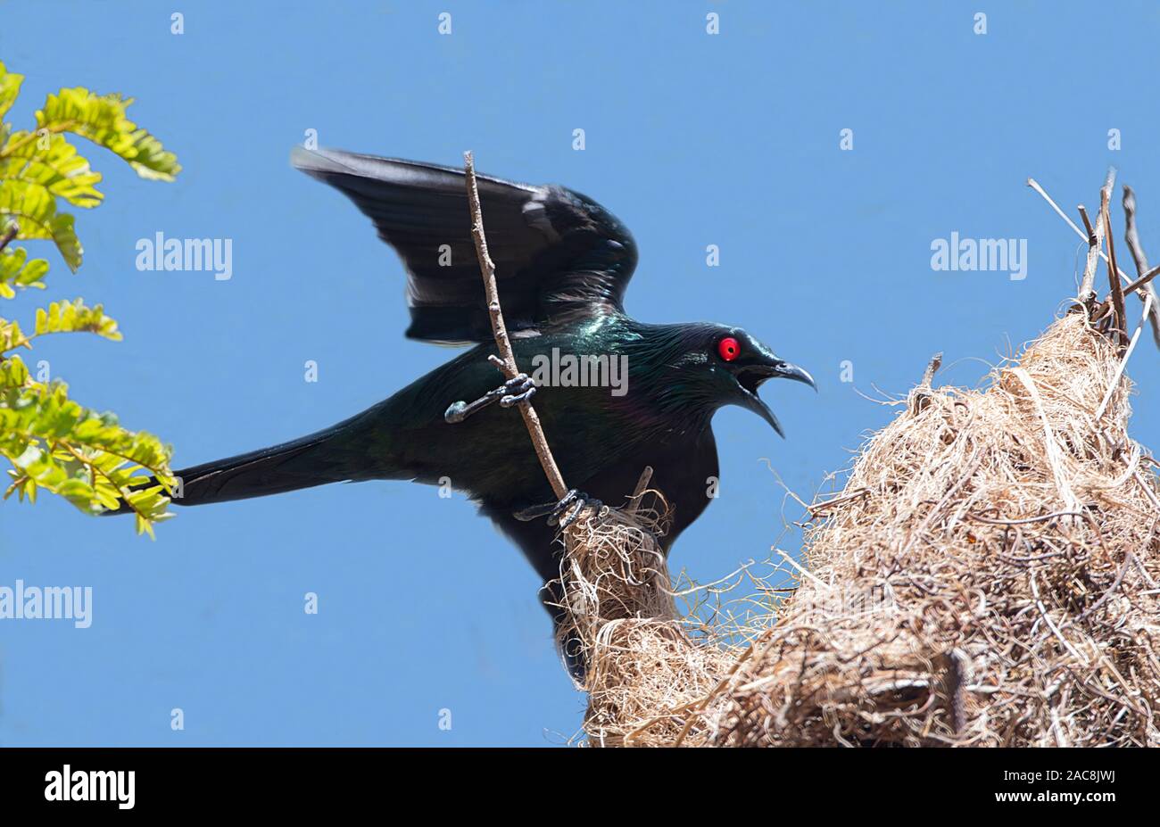Eine metallische Starling im Nest (Aplonis Metallica), Far North Queensland, FNQ, QLD, Australien Stockfoto