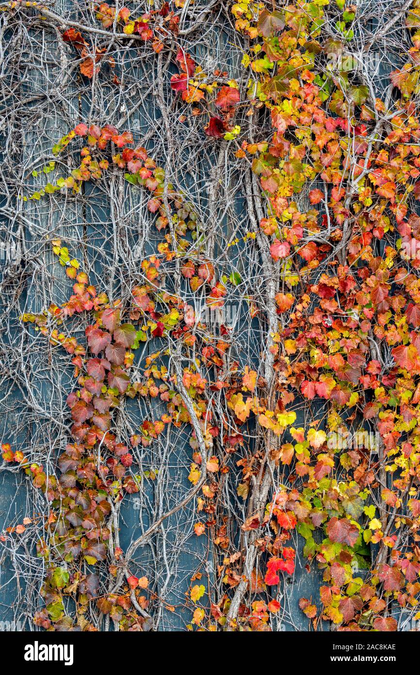 Reben, Spätsommer, Frühherbst, Rebsorten, heimischen Reben, von Dominique Braud/Dembinsky Foto Assoc Stockfoto