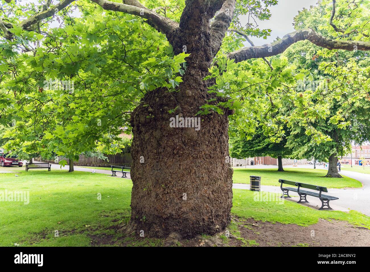 Ungerade Baumstamm im Dane John Gärten, Canterbury, Großbritannien Stockfoto