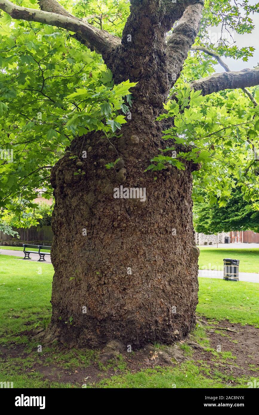 Ungerade Baumstamm im Dane John Gärten, Canterbury, Großbritannien Stockfoto