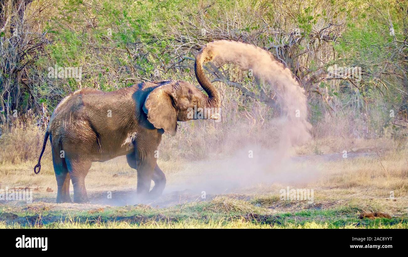 Einen weiblichen afrikanischen Elefanten, die ihre Haut mit schützenden Verschmutzungen nach dem Abkühlen in einem Fluss am Ende eines heißen Tages in Botswana. Stockfoto