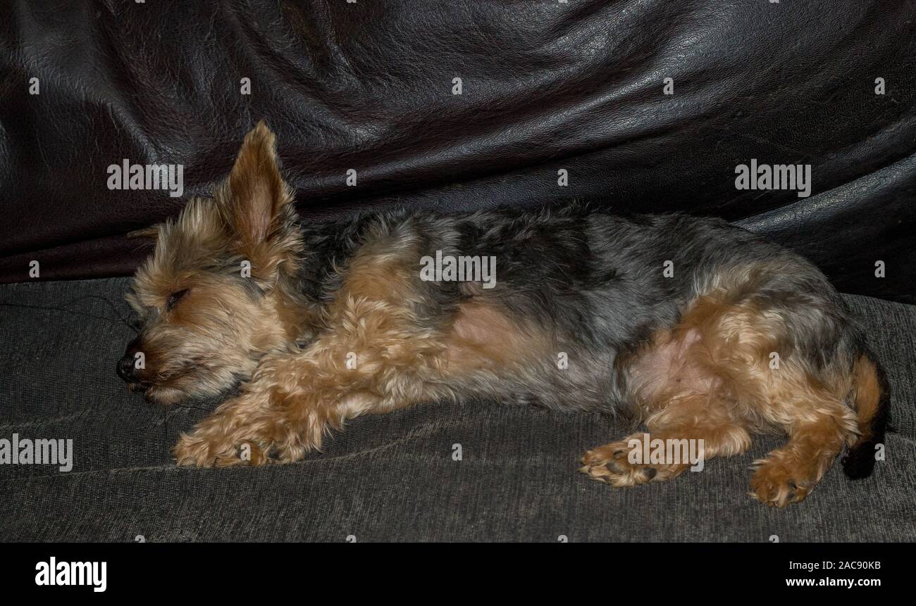 Ein Yorkshire Terrier friedlich schlafend auf dem Sofa zuhause Bild im Querformat Stockfoto