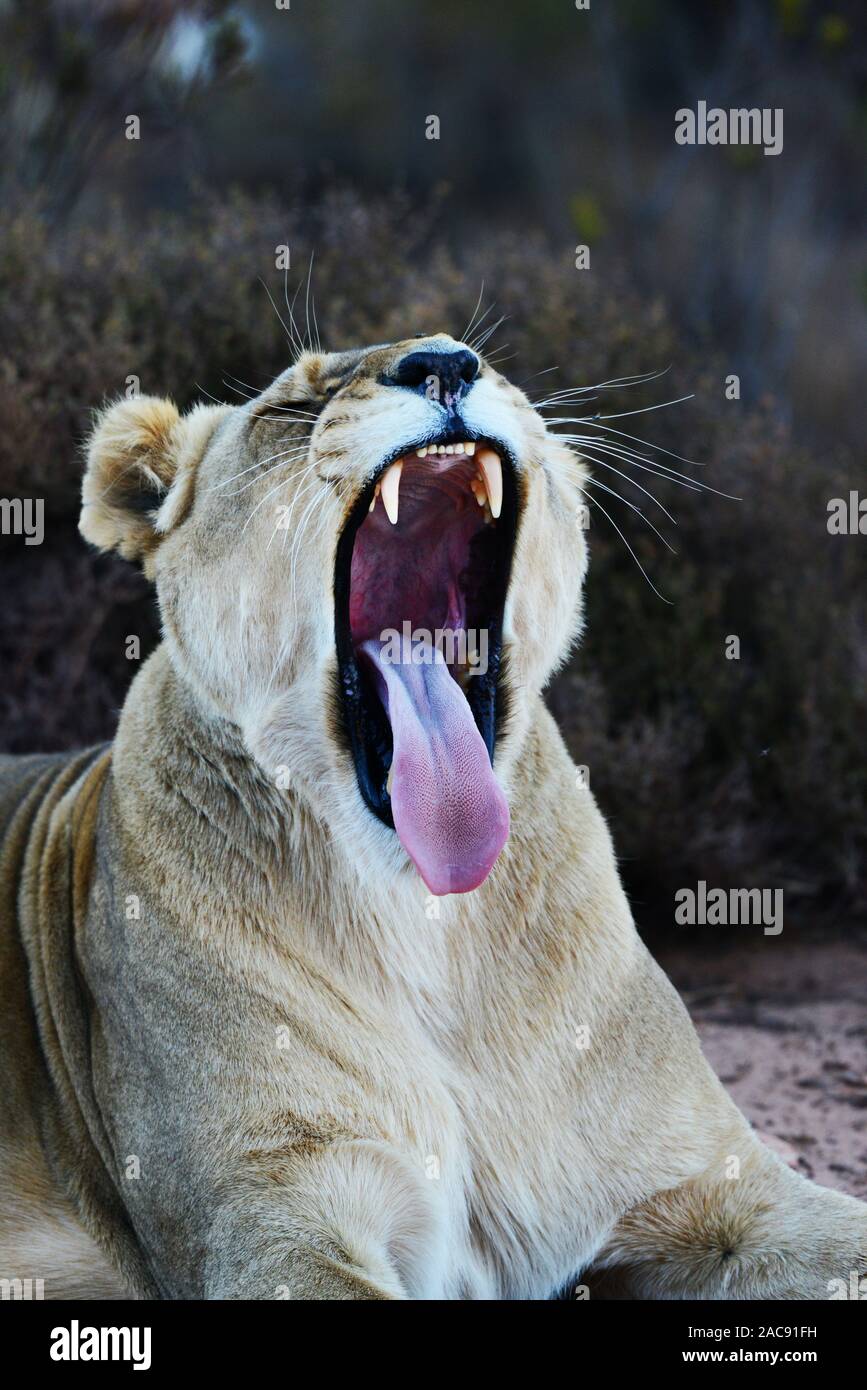 Eine Löwin auf der Aquila Game Reserve, Western Cape, Südafrika Stockfoto