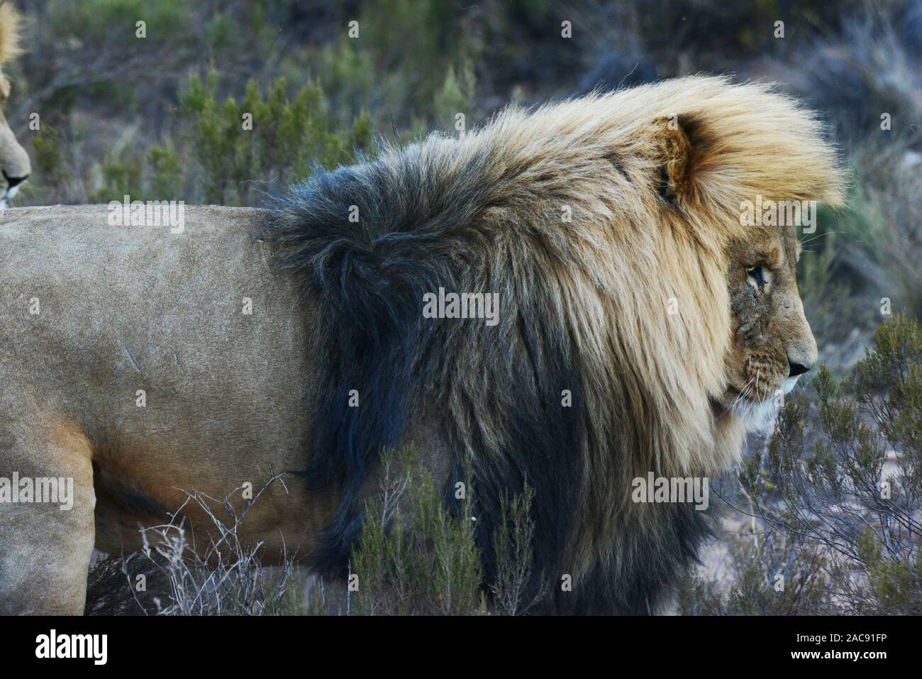 Aquila Game Reserve, Western Cape, Südafrika Stockfoto