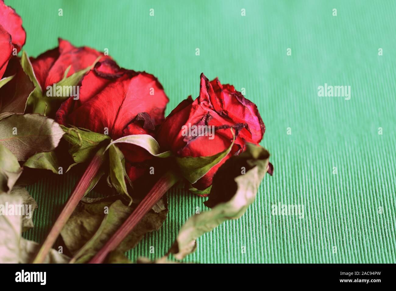 Verwelkte Rosen auf einem grünen Hintergrund Nahaufnahme. Retro Style roned Stockfoto
