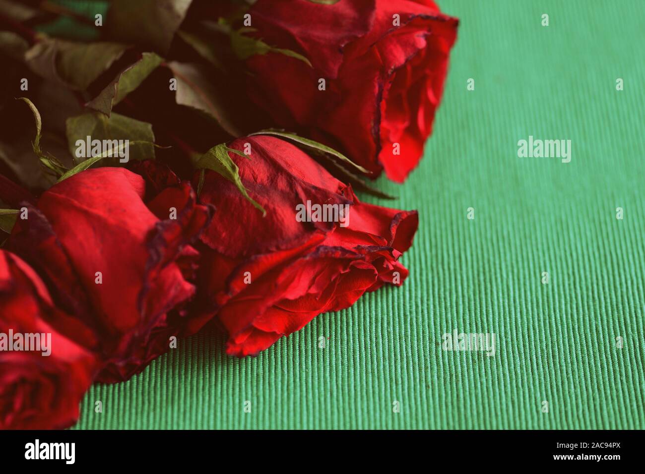 Verwelkte Rosen auf einem grünen Hintergrund Nahaufnahme. Retro Style roned Stockfoto