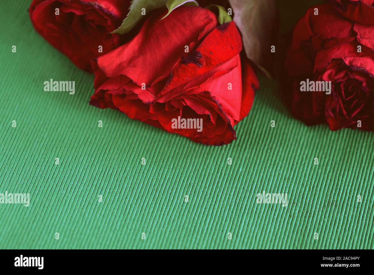 Verwelkte Rosen auf einem grünen Hintergrund Nahaufnahme. Retro Style roned Stockfoto