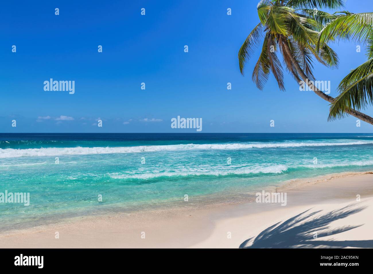 Kokospalmen am tropischen Strand. Stockfoto