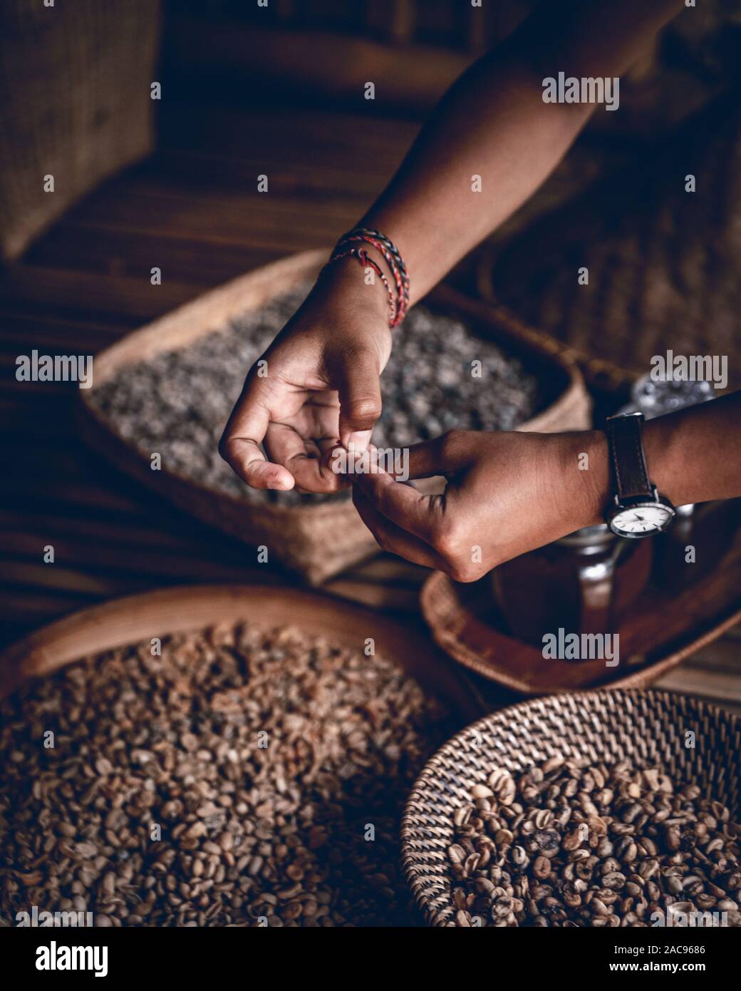 Luwak Kaffee, Ubud, Bali, Indonesien Stockfoto