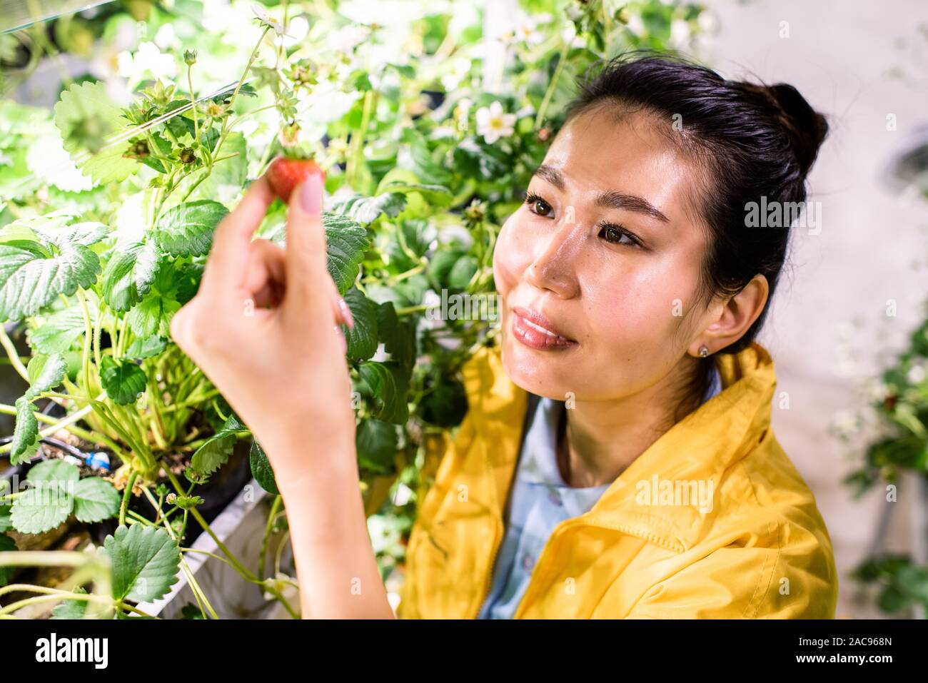 Glückliche junge asiatische Gewächshaus Arbeiter unter reife Erdbeere, während die Pflege der blühenden Pflanzen Stockfoto
