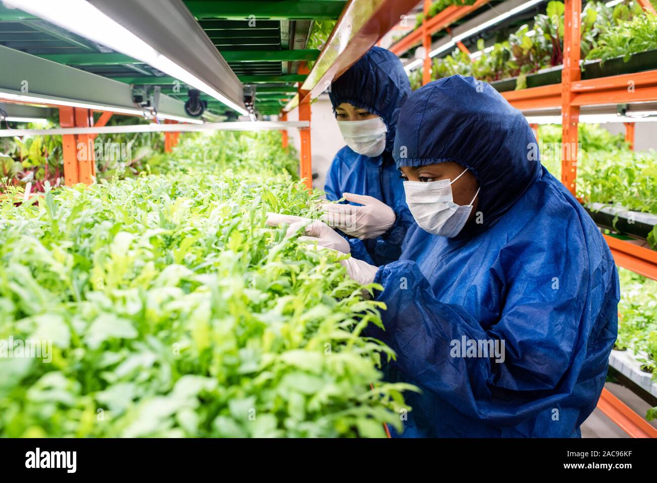 Forscher in arbeitsschutzausrüstungen Auswahl neuer Arten von gärtnerischen Pflanzen Stockfoto