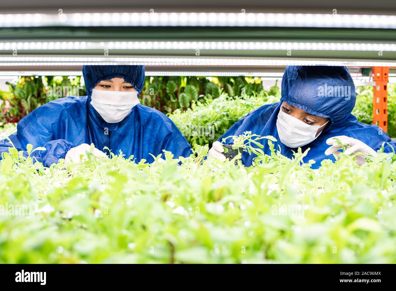 Zwei Frauen arbeiten mit grüne Keimlinge von neuen Arten von gärtnerischen Pflanzen Stockfoto