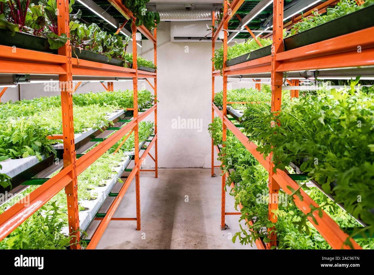 Gang zwischen großen Regale mit grüne Keimlinge von gärtnerischen Pflanzen Stockfoto