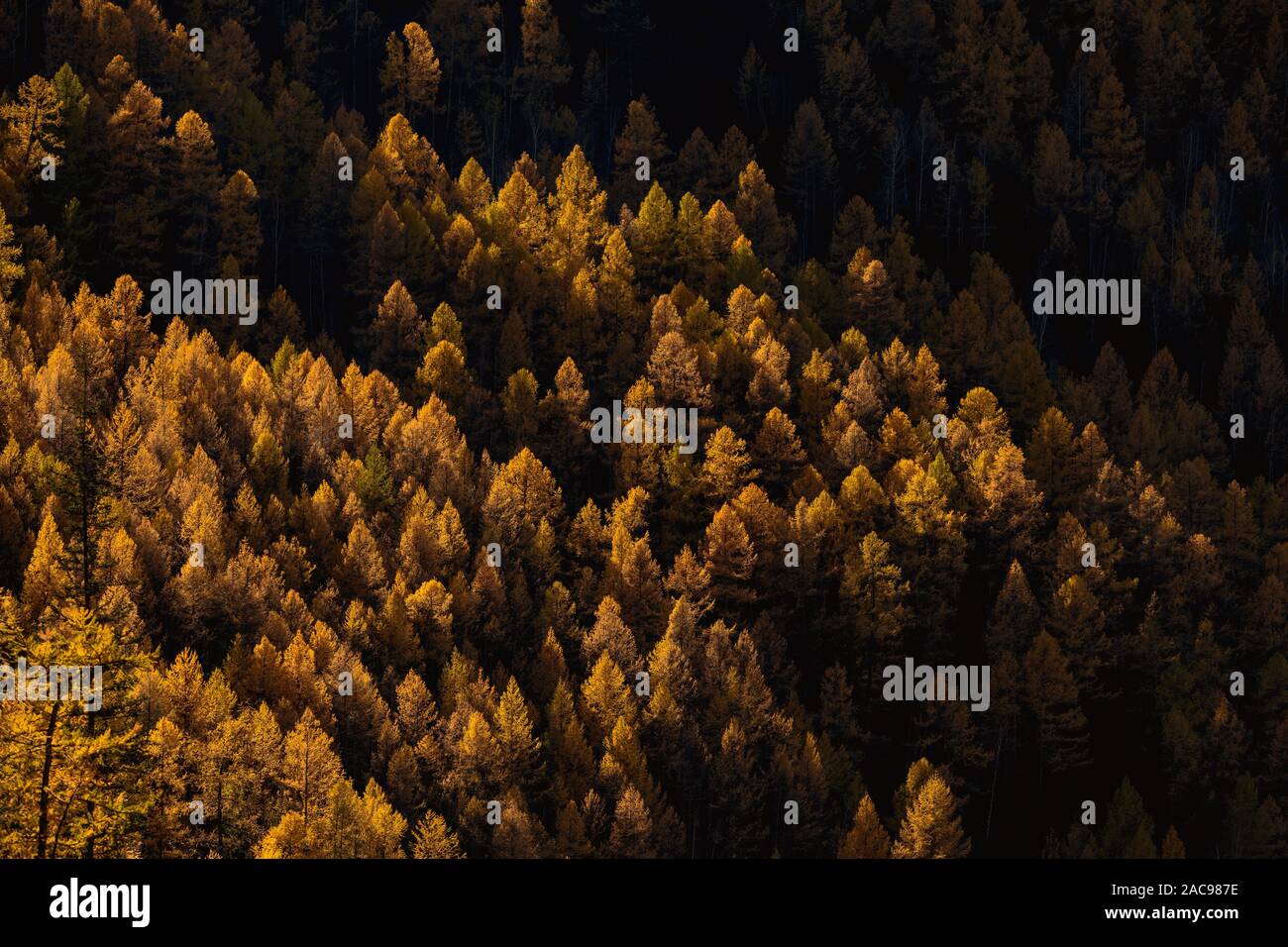 Herbst gelb Tanne Wald Landschaft im Abendlicht Stockfoto