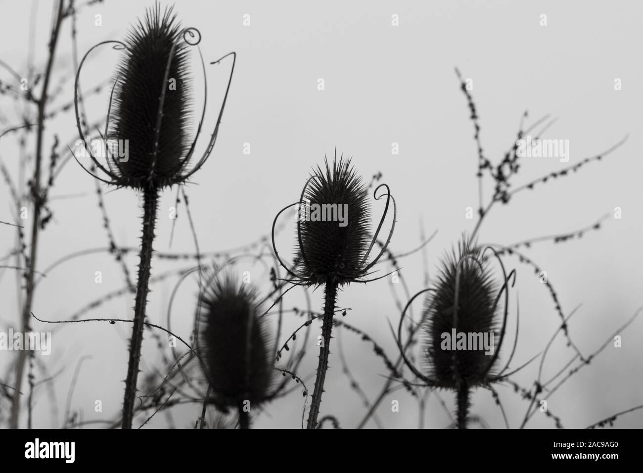 Natürliche Silhouetten der verblassten Thistle Blütenköpfe in Schwarz und Weiß Stockfoto
